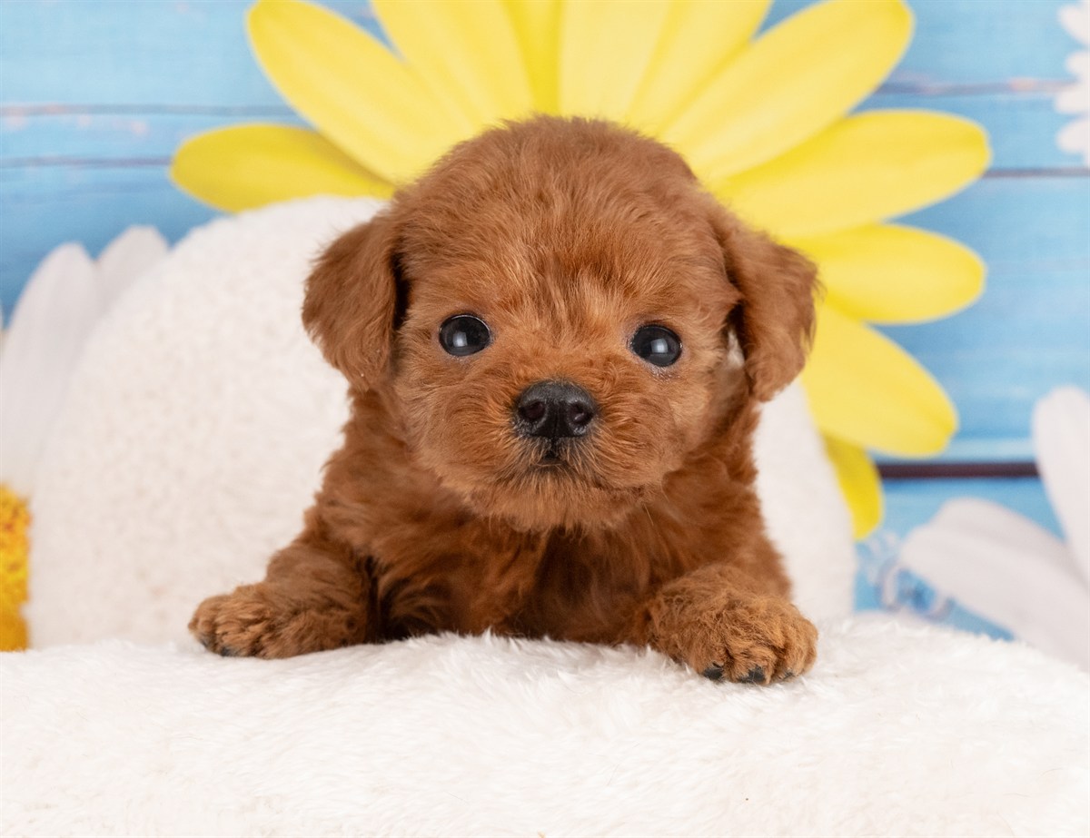 トイ・プードル | 女の子 | レッド | 2026年1月13日（ID:dog-4000755）