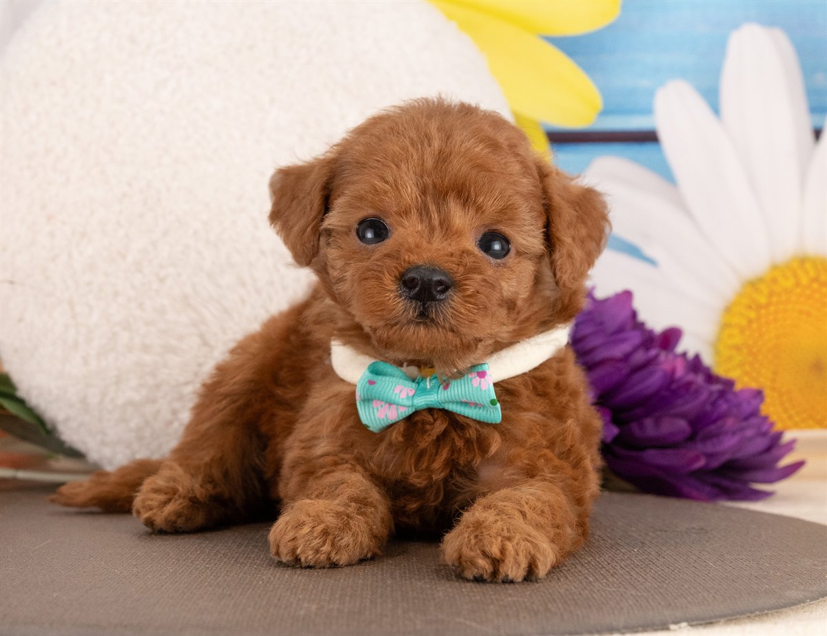 トイ・プードル | 女の子 | レッド | 2026年1月13日（ID:dog-4000755）