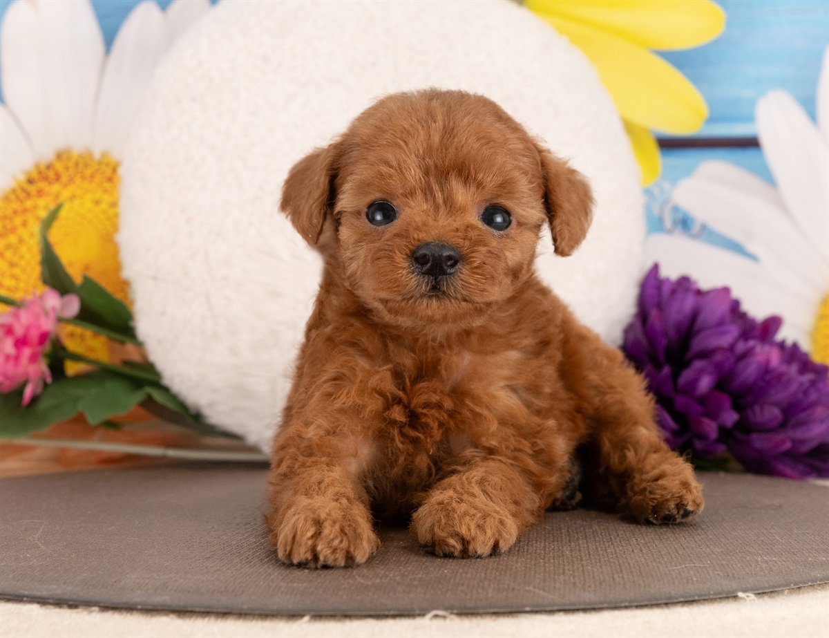 トイ・プードル | 女の子 | レッド | 2026年1月13日（ID:dog-4000755）