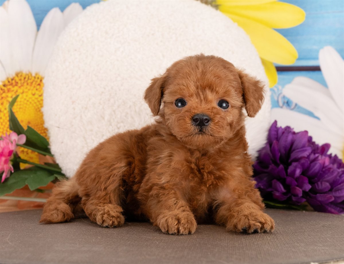 トイ・プードル | 女の子 | レッド | 2026年1月13日（ID:dog-4000755）