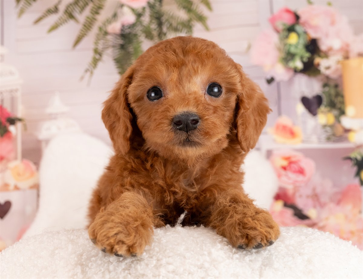 トイ・プードル | 女の子 | レッド | 2026年1月13日（ID:dog-4000757）