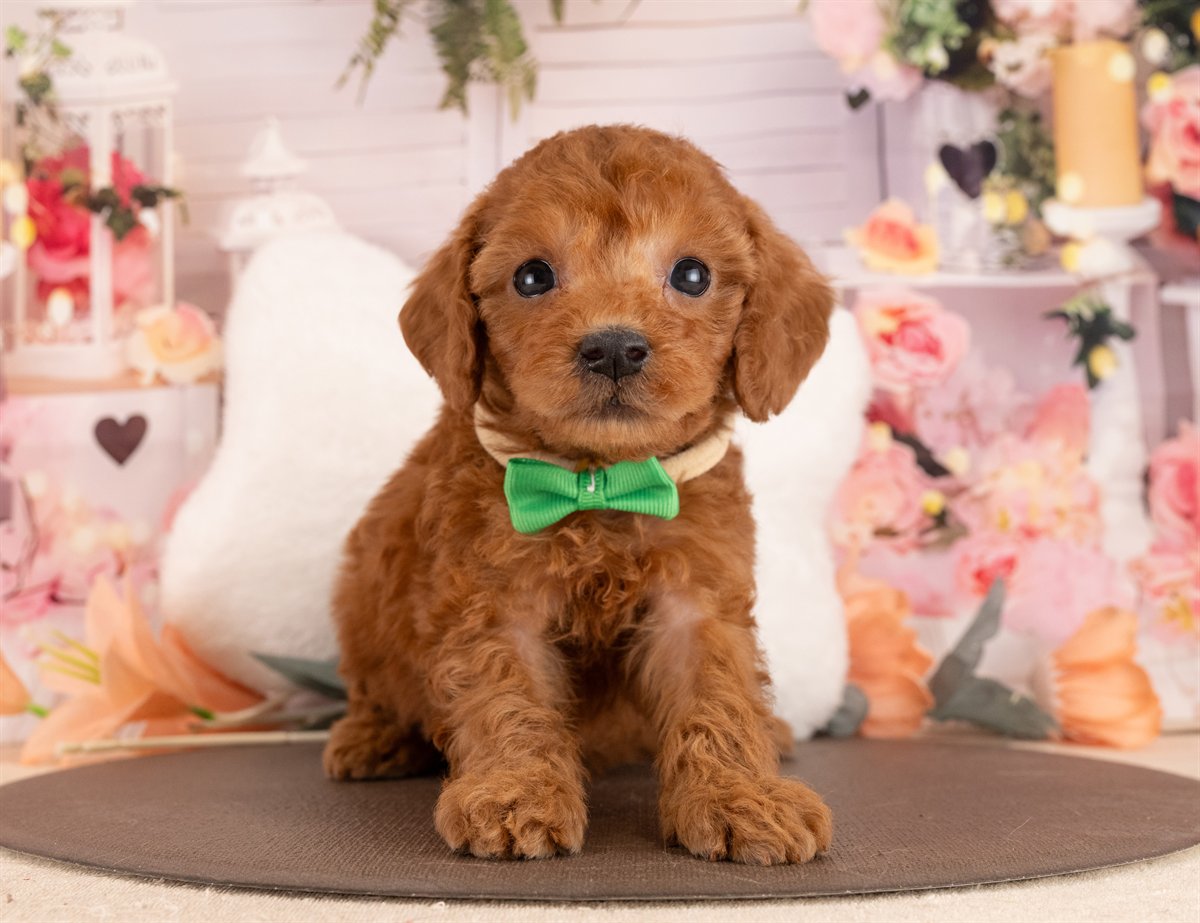 トイ・プードル | 女の子 | レッド | 2026年1月13日（ID:dog-4000757）