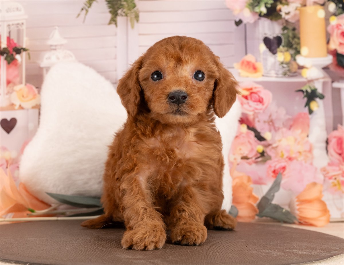 トイ・プードル | 女の子 | レッド | 2026年1月13日（ID:dog-4000757）