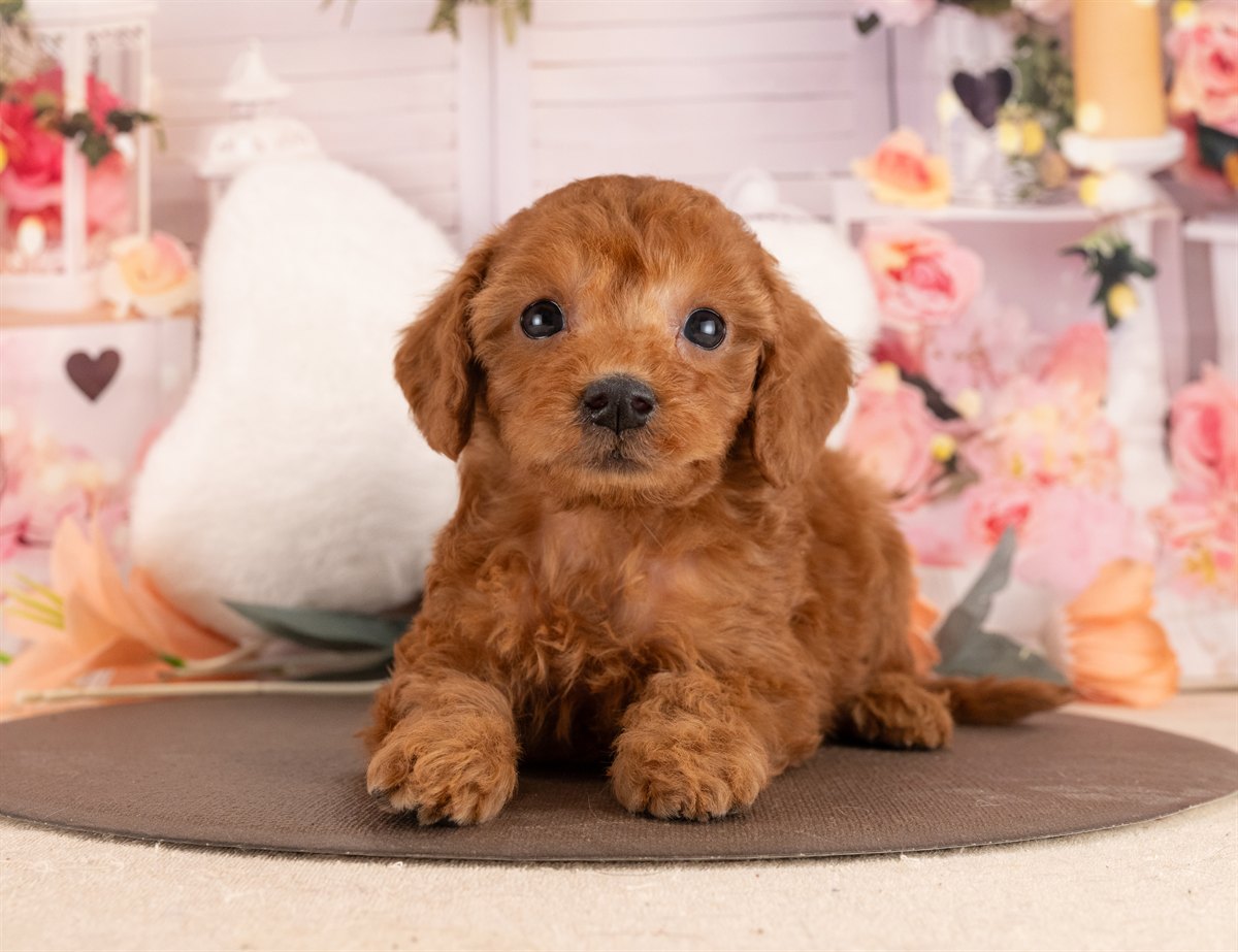 トイ・プードル | 女の子 | レッド | 2026年1月13日（ID:dog-4000757）