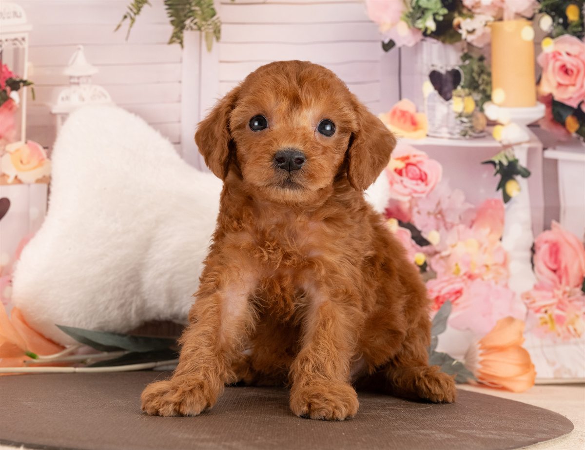 トイ・プードル | 女の子 | レッド | 2026年1月13日（ID:dog-4000757）