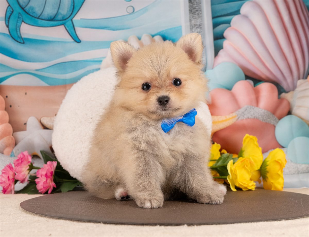 ポメラニアン | 女の子 | オレンジセーブル | 2026年1月14日（ID:dog-4000758）