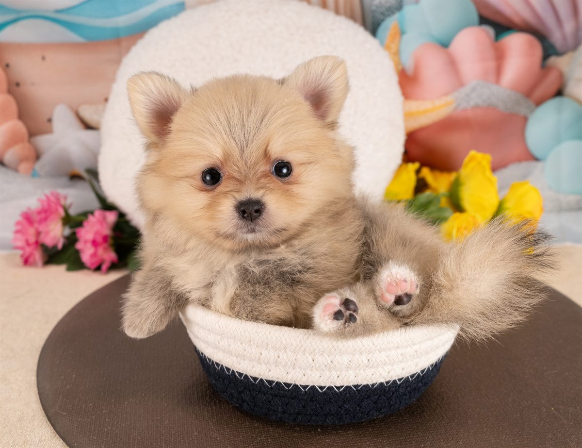 ポメラニアン | 女の子 | オレンジセーブル | 2026年1月14日（ID:dog-4000758）