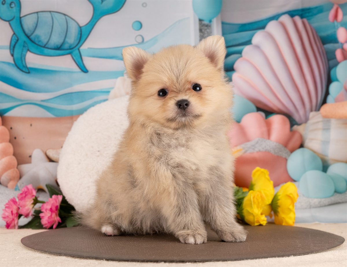 ポメラニアン | 女の子 | オレンジセーブル | 2026年1月14日（ID:dog-4000758）