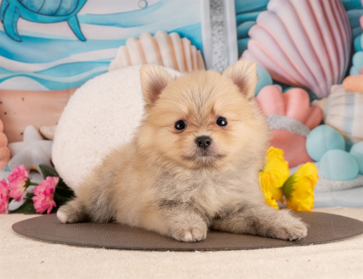 ポメラニアン | 女の子 | オレンジセーブル | 2026年1月14日（ID:dog-4000758）