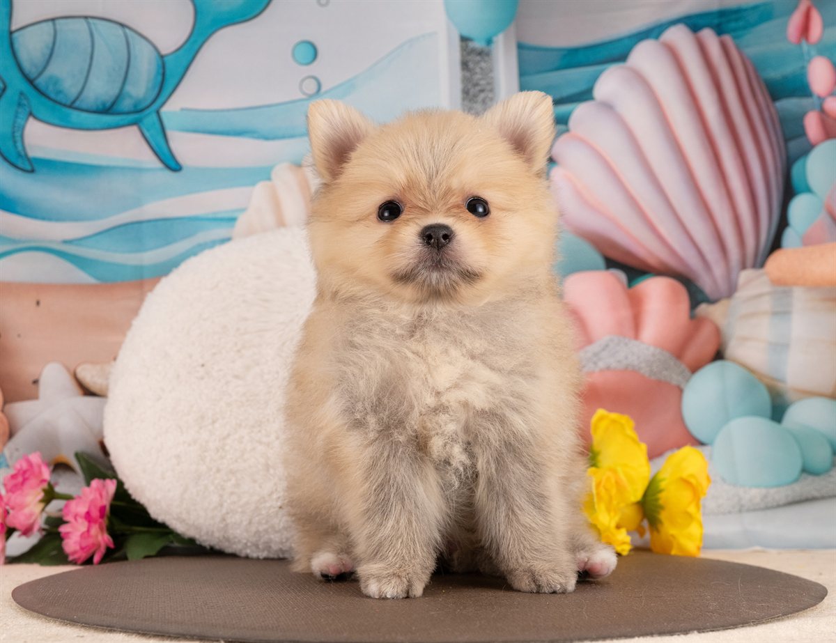 ポメラニアン | 女の子 | オレンジセーブル | 2026年1月14日（ID:dog-4000758）