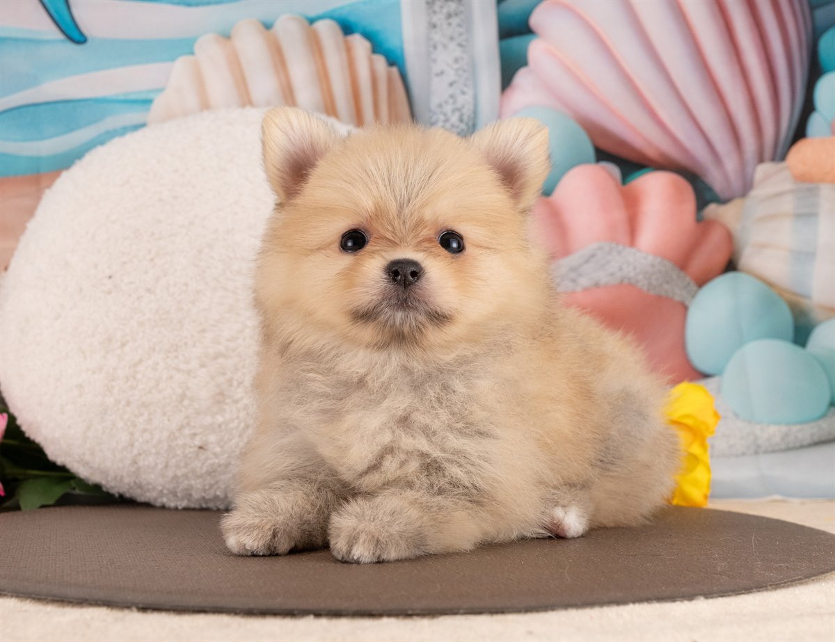 ポメラニアン | 女の子 | オレンジセーブル | 2026年1月14日（ID:dog-4000758）