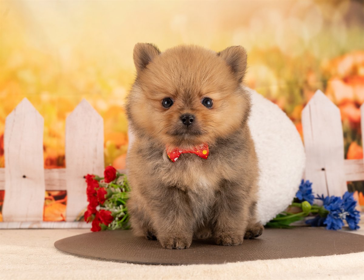 ポメラニアン | 男の子 | オレンジセーブル | 2026年1月14日（ID:dog-4000759）