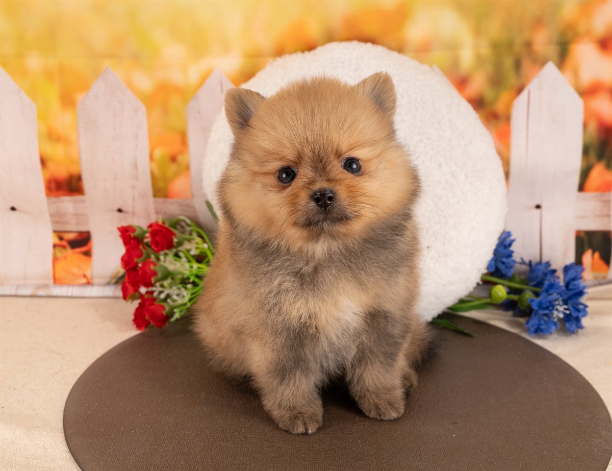 ポメラニアン | 男の子 | オレンジセーブル | 2026年1月14日（ID:dog-4000759）
