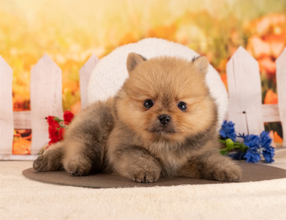 ポメラニアン | 男の子 | オレンジセーブル | 2026年1月14日（ID:dog-4000759）