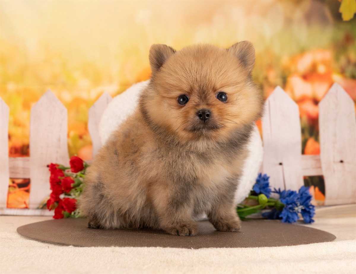 ポメラニアン | 男の子 | オレンジセーブル | 2026年1月14日（ID:dog-4000759）