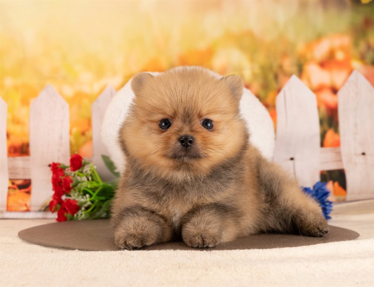 ポメラニアン | 男の子 | オレンジセーブル | 2026年1月14日（ID:dog-4000759）