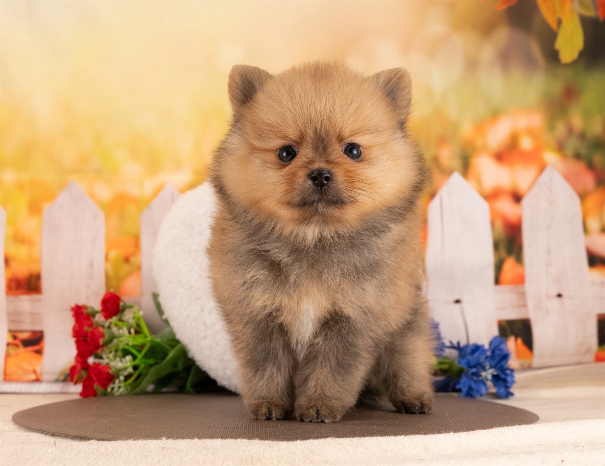 ポメラニアン | 男の子 | オレンジセーブル | 2026年1月14日（ID:dog-4000759）