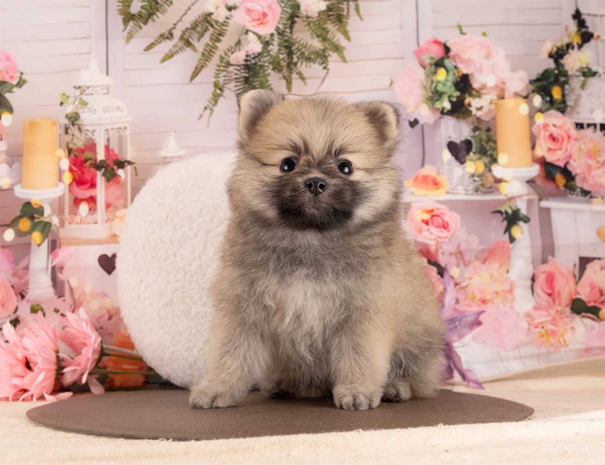 ポメラニアン | 女の子 | オレンジセーブル | 2026年1月14日（ID:dog-4000760）