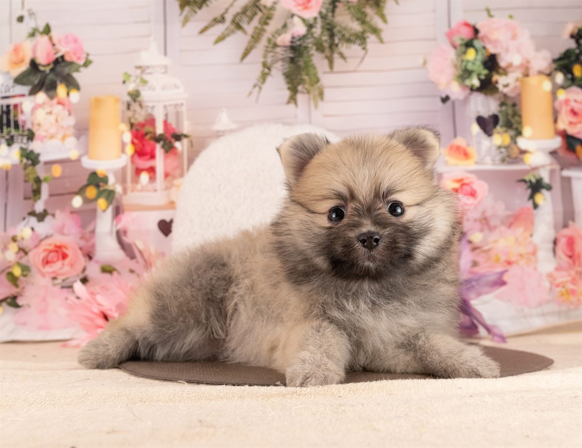 ポメラニアン | 女の子 | オレンジセーブル | 2026年1月14日（ID:dog-4000760）