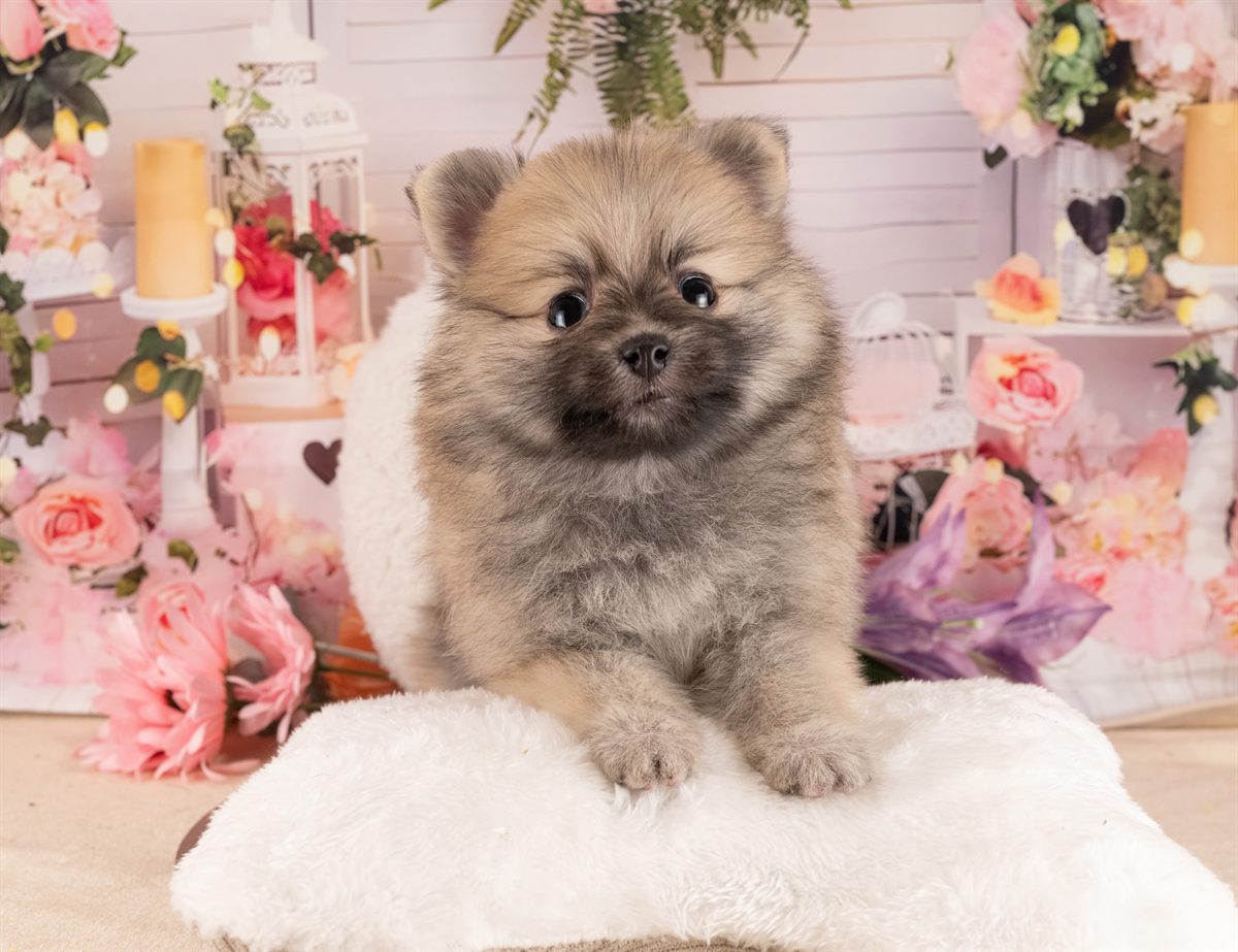 ポメラニアン | 女の子 | オレンジセーブル | 2026年1月14日（ID:dog-4000760）