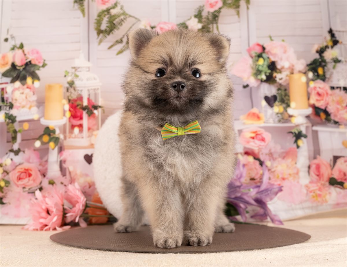 ポメラニアン | 女の子 | オレンジセーブル | 2026年1月14日（ID:dog-4000760）