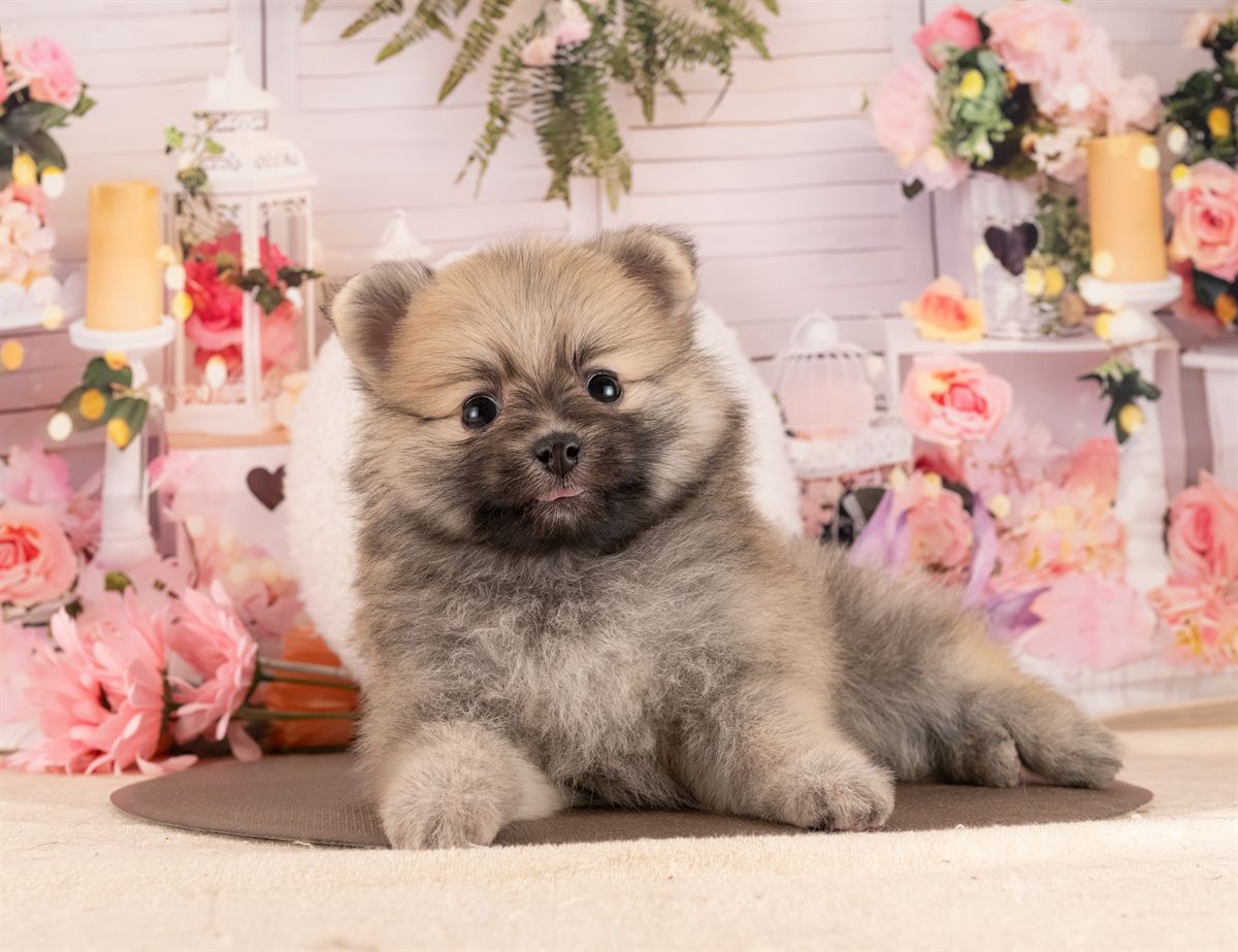 ポメラニアン | 女の子 | オレンジセーブル | 2026年1月14日（ID:dog-4000760）