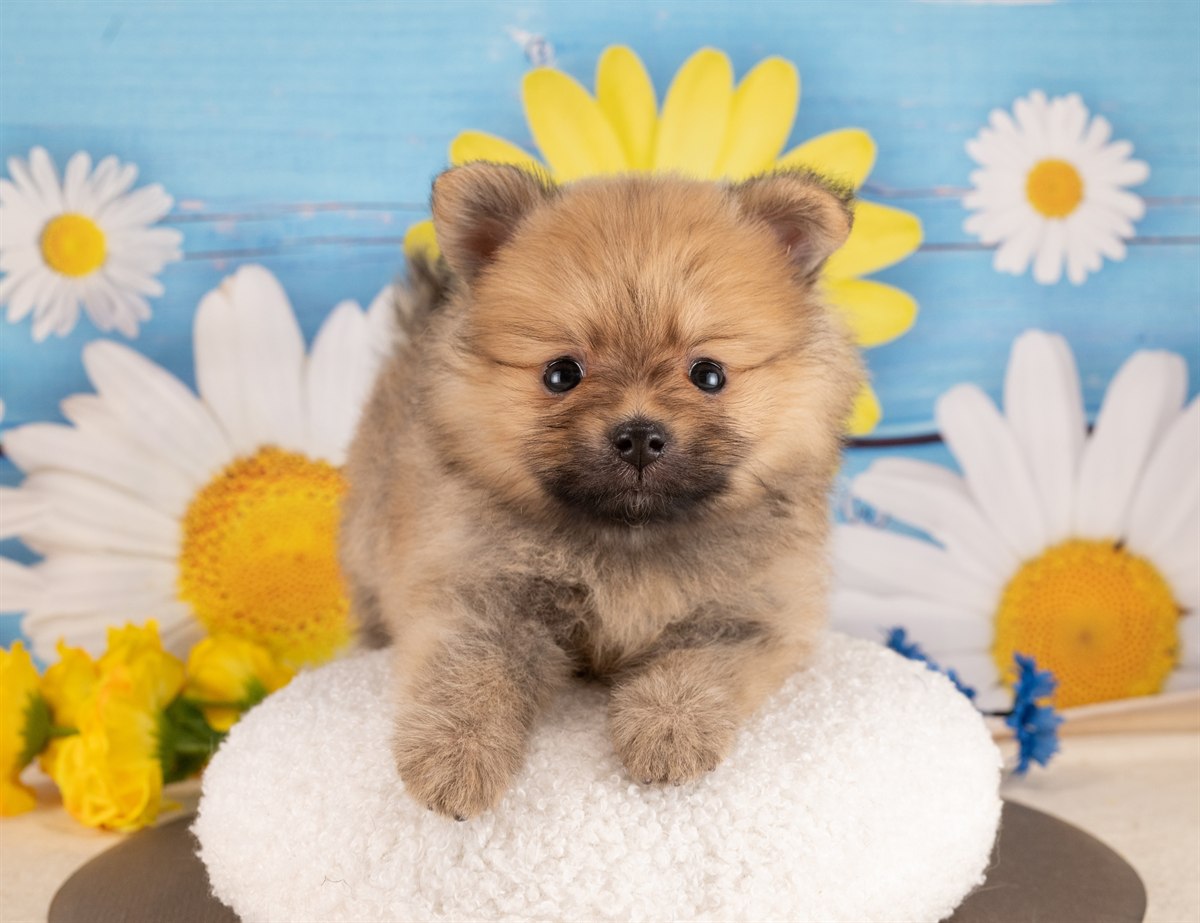ポメラニアン | 男の子 | オレンジセーブル | 2026年1月14日（ID:dog-4000761）