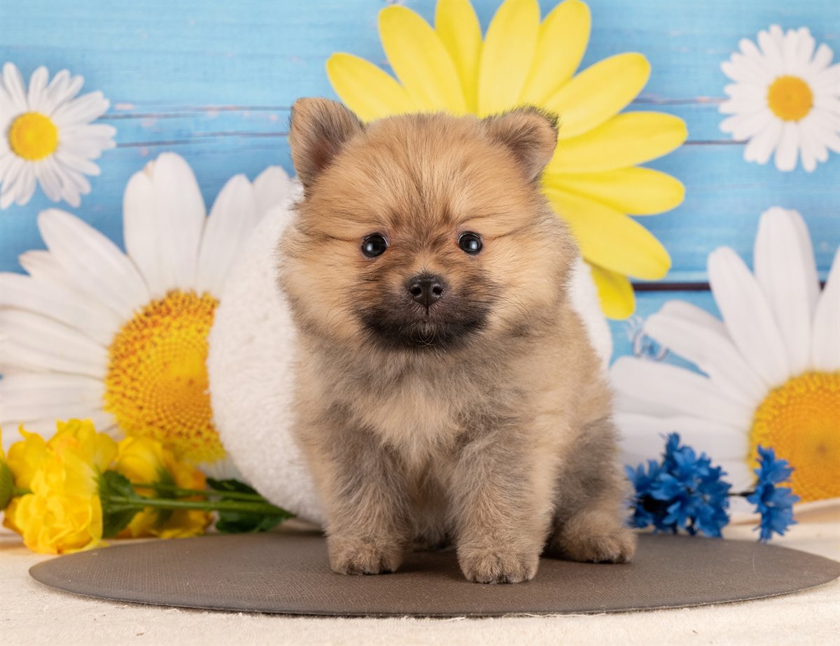 ポメラニアン | 男の子 | オレンジセーブル | 2026年1月14日（ID:dog-4000761）