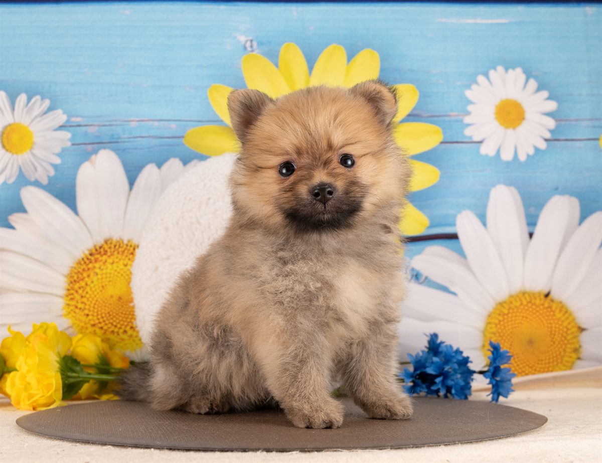 ポメラニアン | 男の子 | オレンジセーブル | 2026年1月14日（ID:dog-4000761）