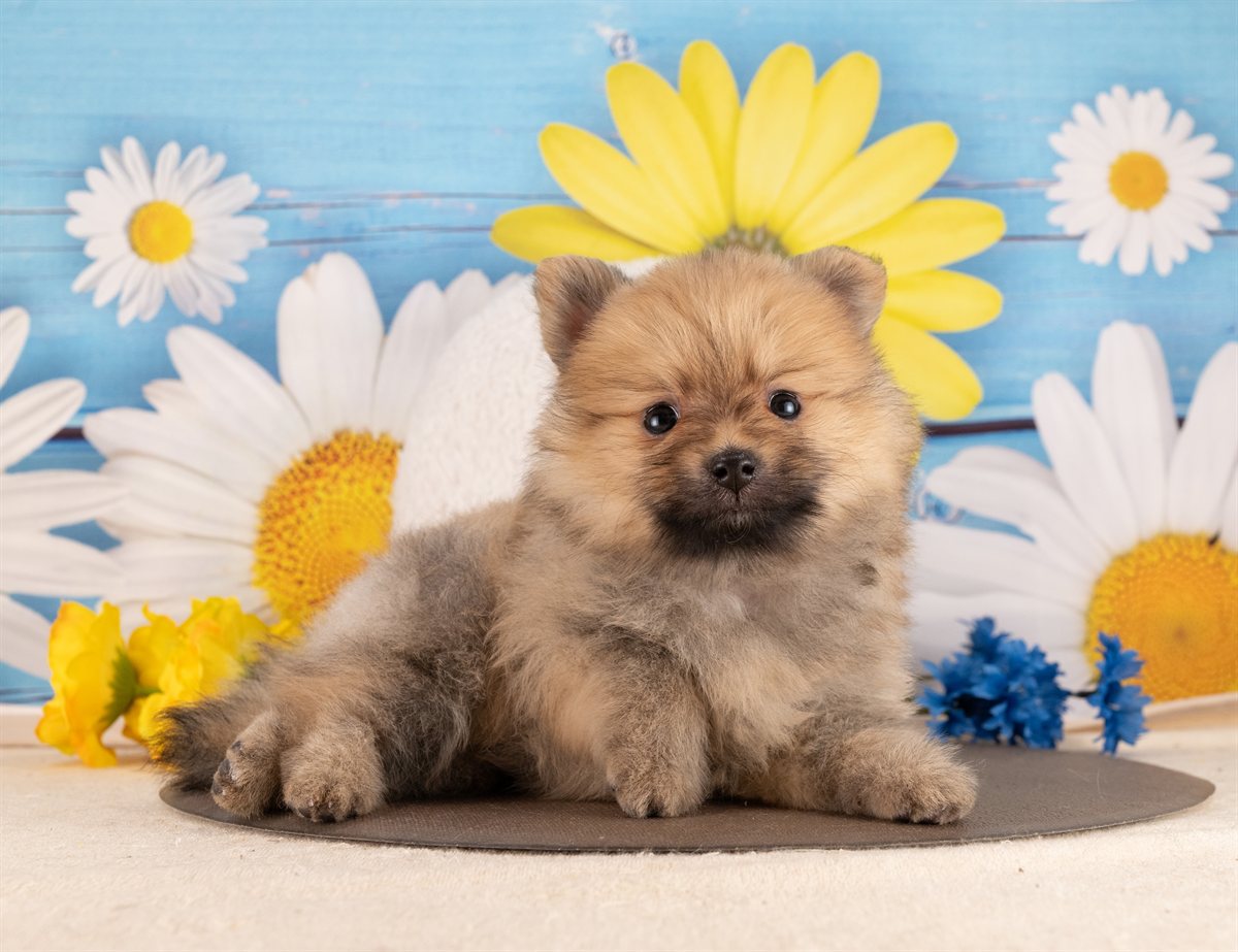 ポメラニアン | 男の子 | オレンジセーブル | 2026年1月14日（ID:dog-4000761）