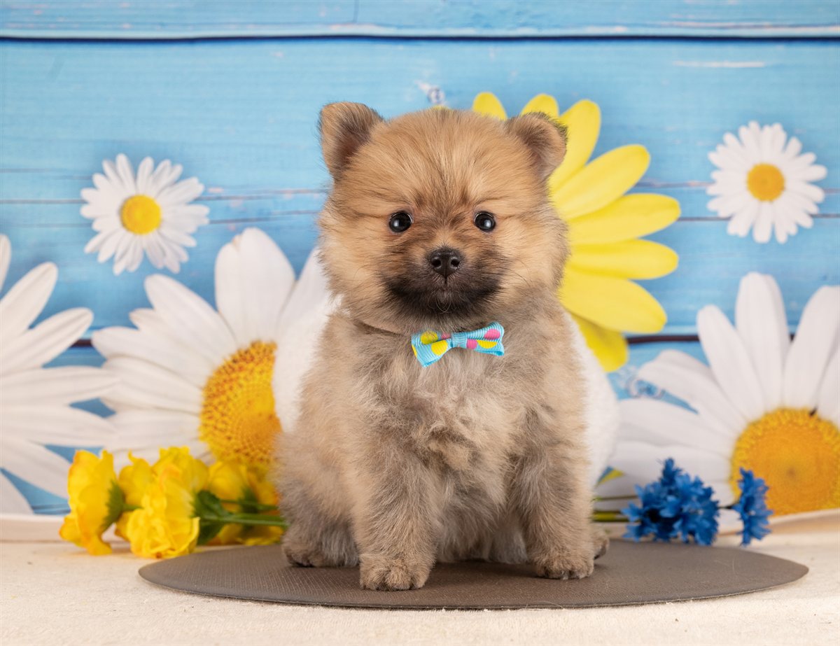 ポメラニアン | 男の子 | オレンジセーブル | 2026年1月14日（ID:dog-4000761）