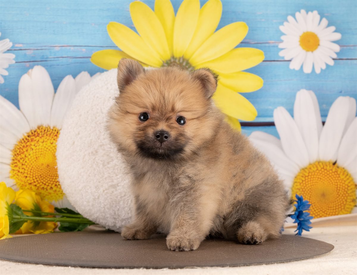 ポメラニアン | 男の子 | オレンジセーブル | 2026年1月14日（ID:dog-4000761）