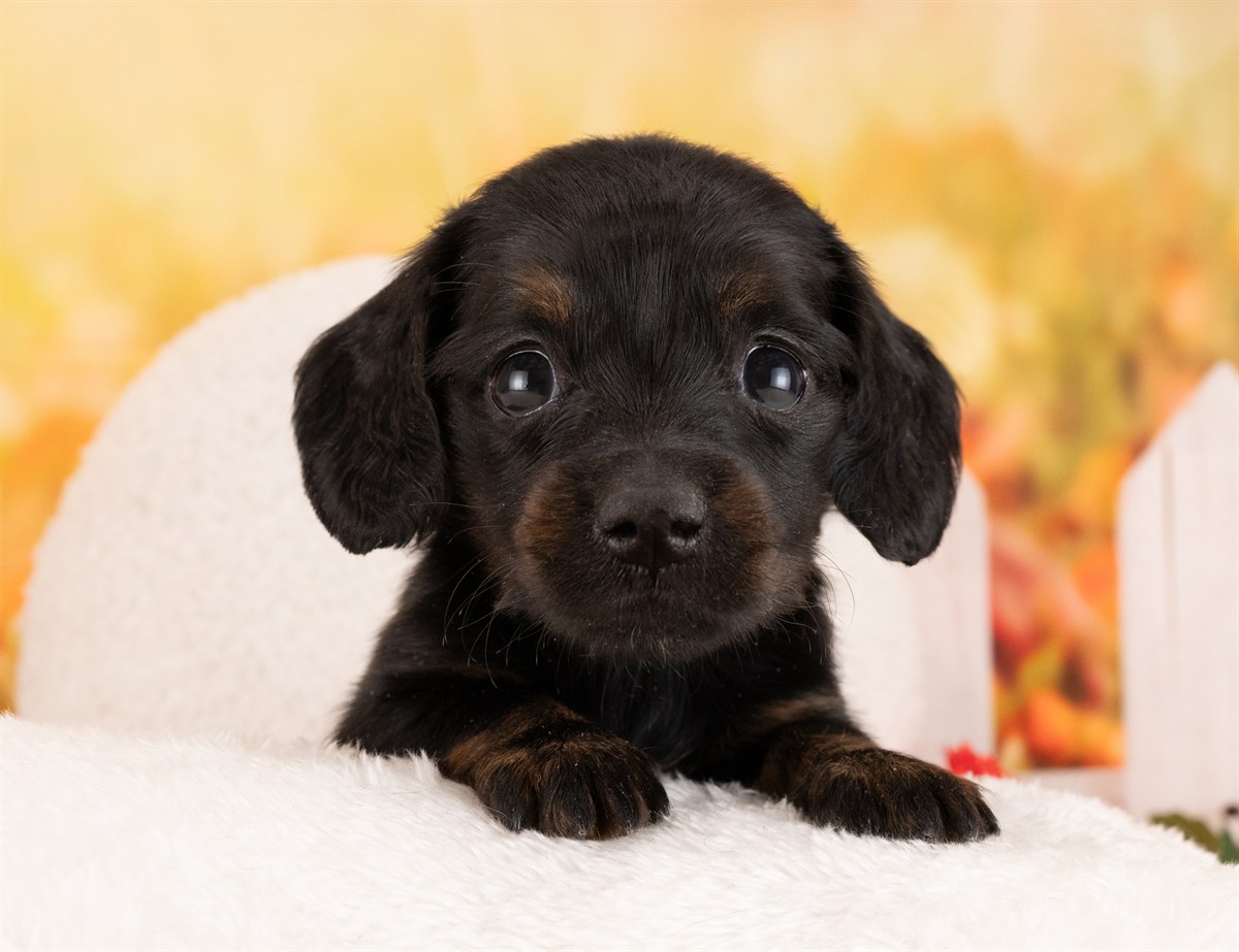 ミニチュア・ダックスフンド(ロング) | 女の子 | ブラック＆タン | 2026年1月14日（ID:dog-4000763）