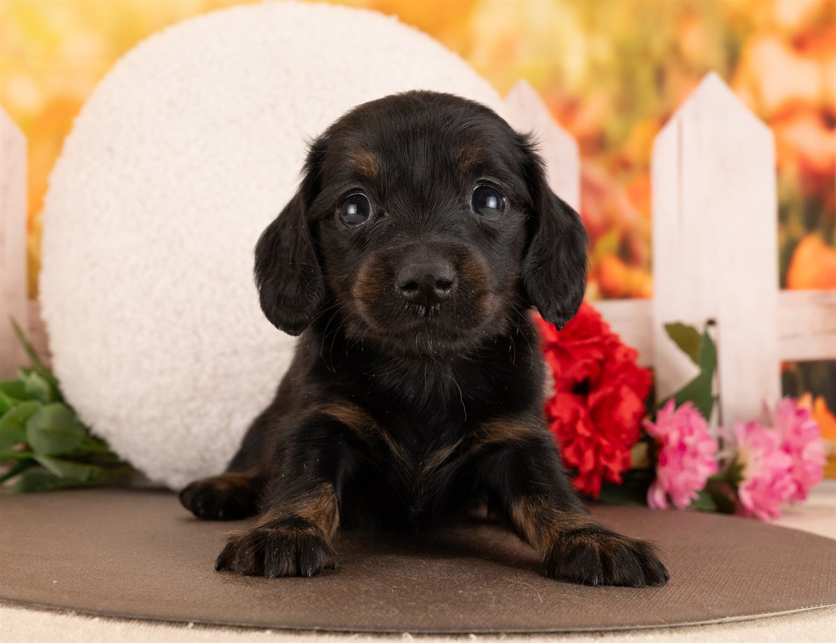 ミニチュア・ダックスフンド(ロング) | 女の子 | ブラック＆タン | 2026年1月14日（ID:dog-4000763）