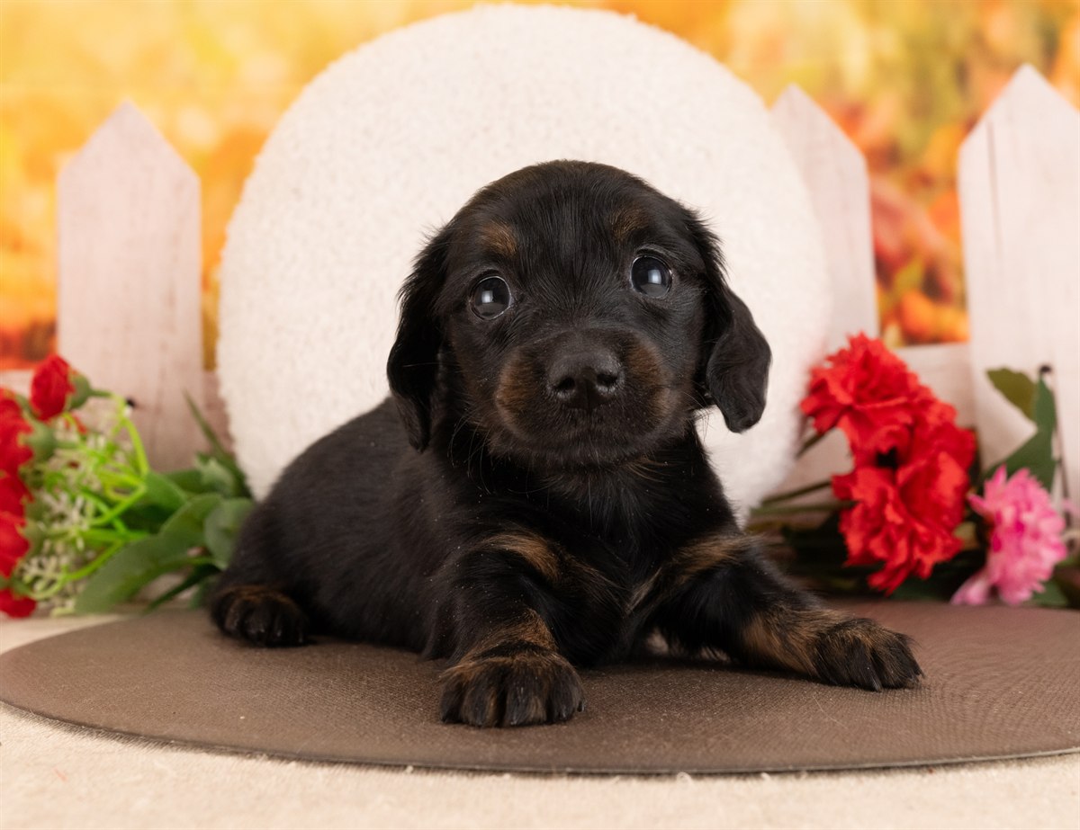 ミニチュア・ダックスフンド(ロング) | 女の子 | ブラック＆タン | 2026年1月14日（ID:dog-4000763）