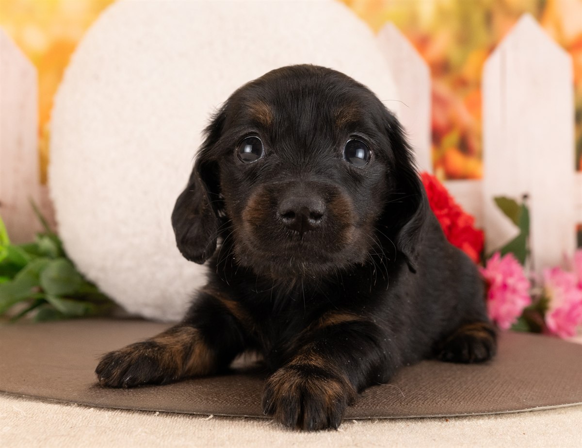 ミニチュア・ダックスフンド(ロング) | 女の子 | ブラック＆タン | 2026年1月14日（ID:dog-4000763）