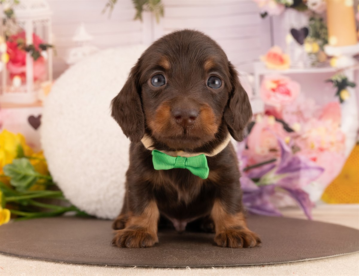 ミニチュア・ダックスフンド(ロング) | 男の子 | チョコレート＆タン | 2026年1月14日（ID:dog-4000764）