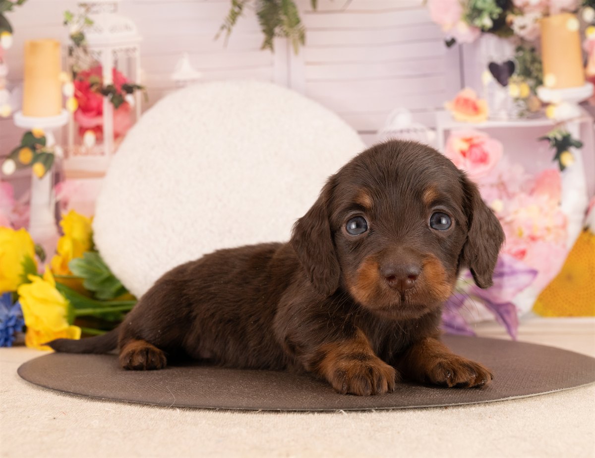 ミニチュア・ダックスフンド(ロング) | 男の子 | チョコレート＆タン | 2026年1月14日（ID:dog-4000764）