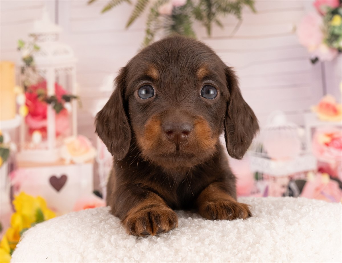 ミニチュア・ダックスフンド(ロング) | 男の子 | チョコレート＆タン | 2026年1月14日（ID:dog-4000764）