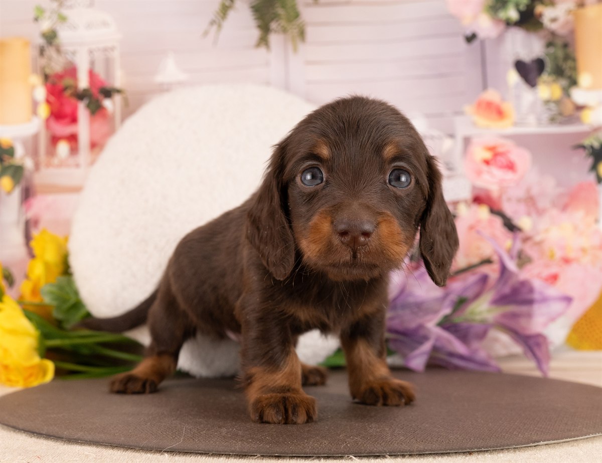ミニチュア・ダックスフンド(ロング) | 男の子 | チョコレート＆タン | 2026年1月14日（ID:dog-4000764）