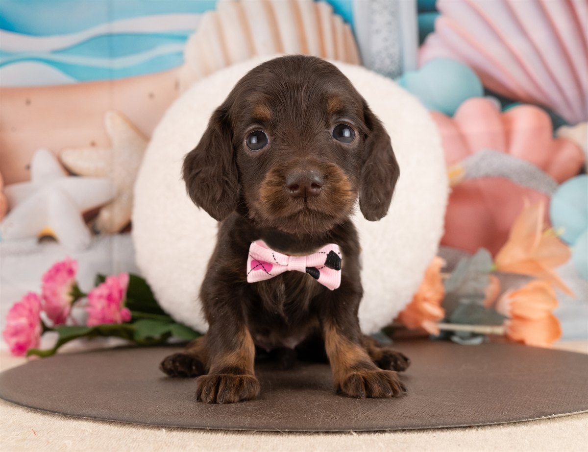 ミニチュア・ダックスフンド(ロング) | 女の子 | チョコレート＆タン | 2026年1月14日（ID:dog-4000765）