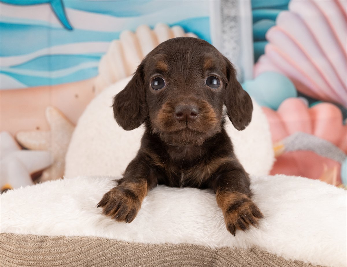 ミニチュア・ダックスフンド(ロング) | 女の子 | チョコレート＆タン | 2026年1月14日（ID:dog-4000765）