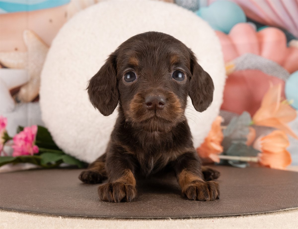 ミニチュア・ダックスフンド(ロング) | 女の子 | チョコレート＆タン | 2026年1月14日（ID:dog-4000765）