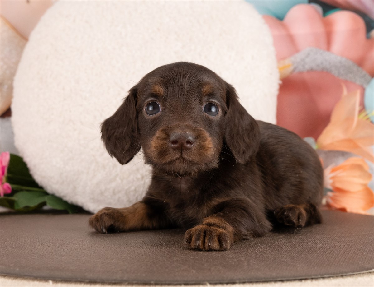 ミニチュア・ダックスフンド(ロング) | 女の子 | チョコレート＆タン | 2026年1月14日（ID:dog-4000765）