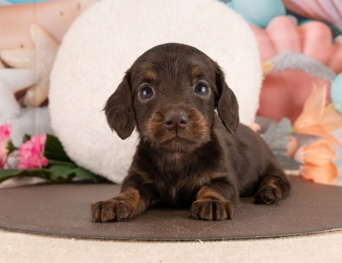 ミニチュア・ダックスフンド(ロング) | 女の子 | チョコレート＆タン | 2026年1月14日（ID:dog-4000765）