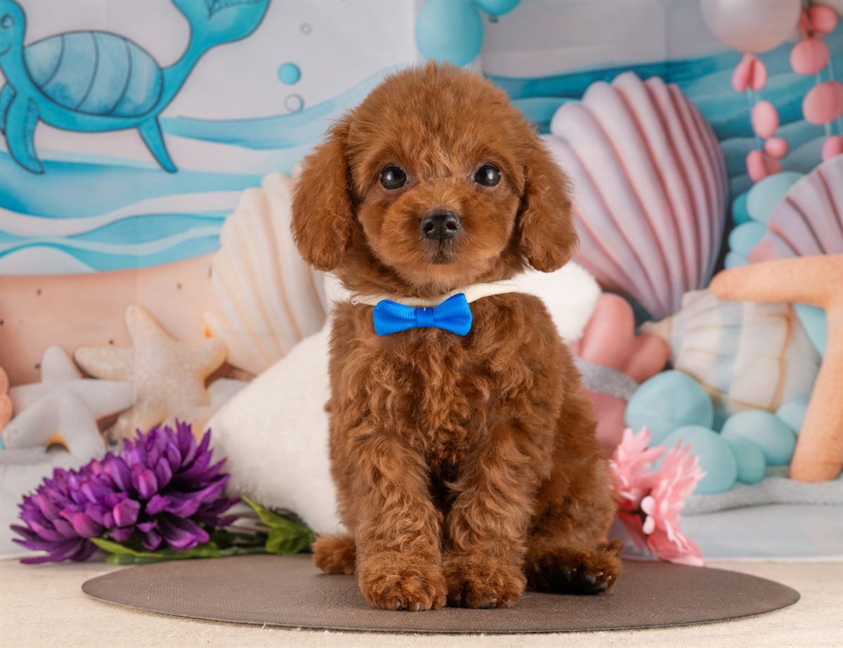 トイ・プードル | 女の子 | レッド | 2026年1月17日（ID:dog-4000771）