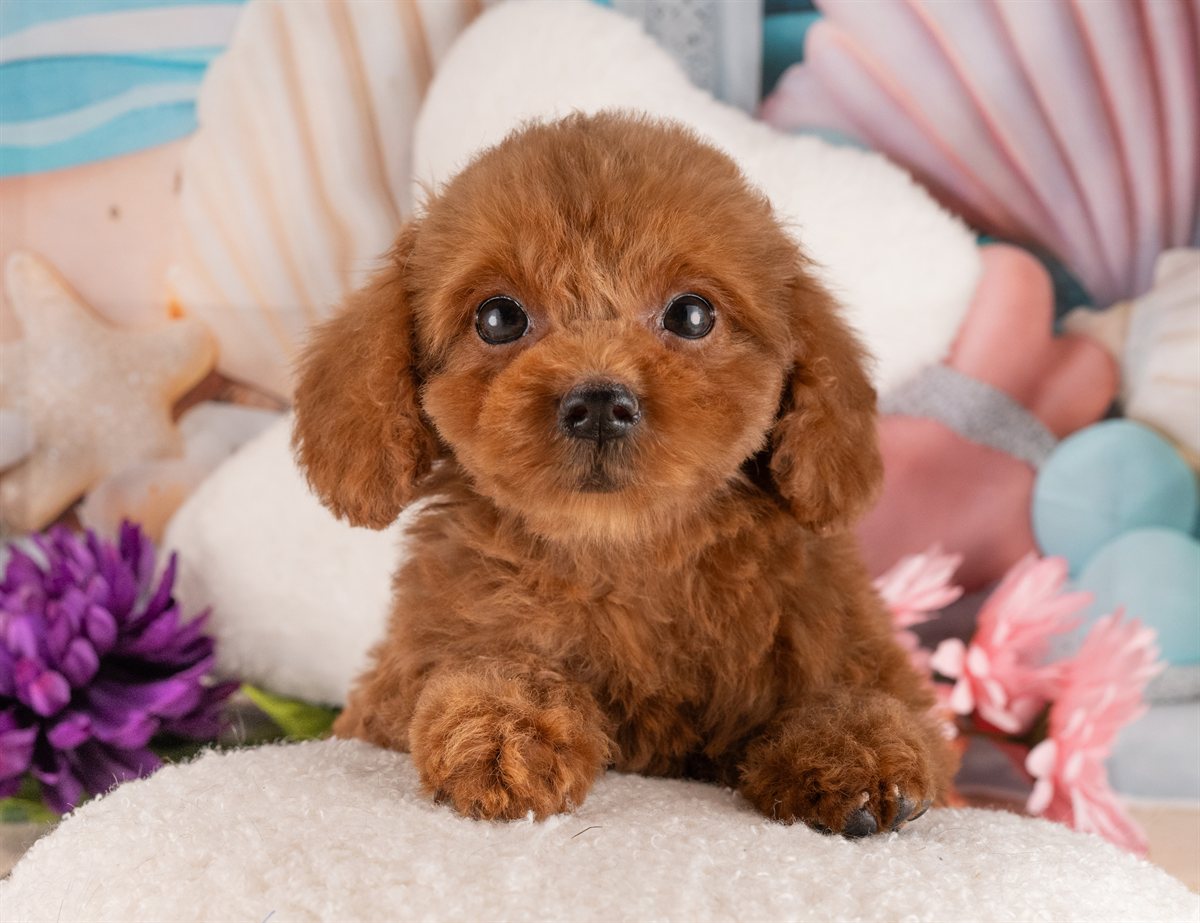 トイ・プードル | 女の子 | レッド | 2026年1月17日（ID:dog-4000771）