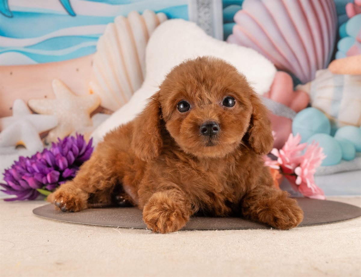 トイ・プードル | 女の子 | レッド | 2026年1月17日（ID:dog-4000771）