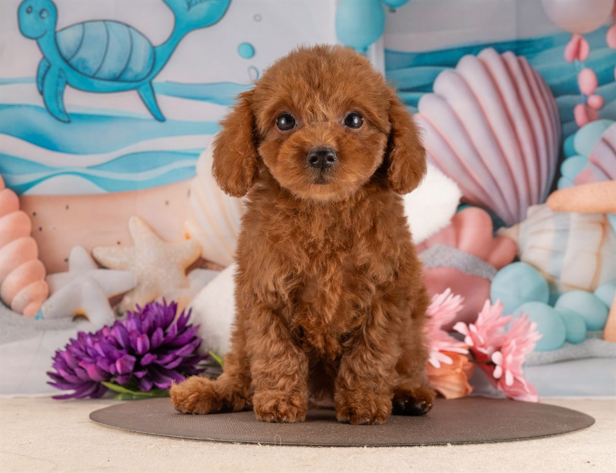 トイ・プードル | 女の子 | レッド | 2026年1月17日（ID:dog-4000771）