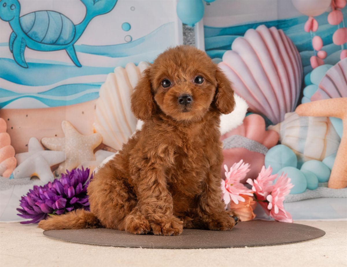 トイ・プードル | 女の子 | レッド | 2026年1月17日（ID:dog-4000771）